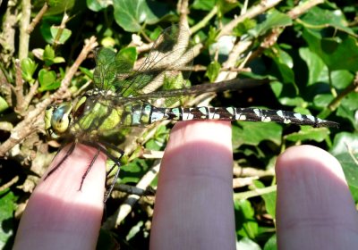 Male Southern Hawker, Overstrand, Norfolk