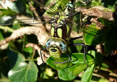 Male Southern Hawker, Overstrand, Norfolk