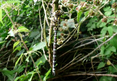 Male Southern Hawker, Gimingham, Norfolk