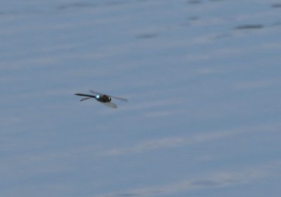 Lesser Emperor, Ormesby Little Broad, Norfolk