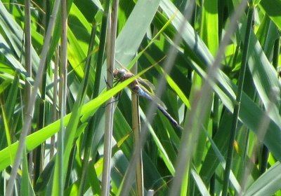 Lesser Emperor, Filby Broad, Norfolk
