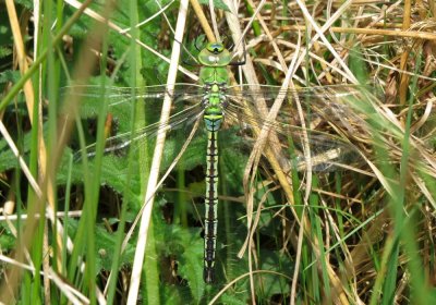 Immature Male Emperor Dragonfly, Felbrigg Park NT, Norfolk