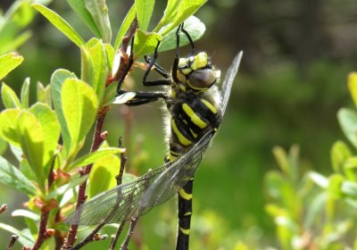 Male Golden-ringed Dragonfly, Bridge of Grudie, Loch Maree, Wester Ross, Scotland