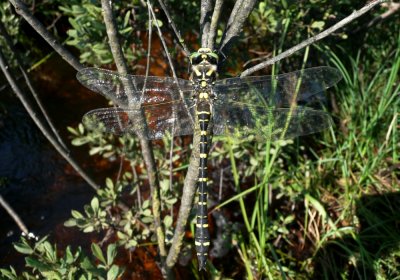 Male Golden-ringed Dragonfly, New Forest, Hampshire