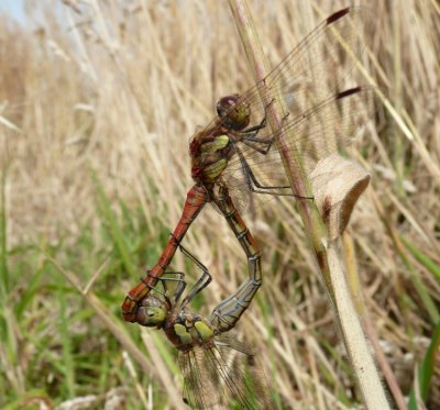 Mating pair of Common Darters