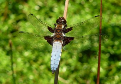 Male Broad-bodied Chaser, Southrepps Common, Norfolk