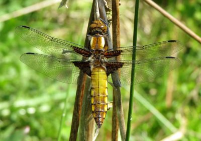 Immature Male Broad-bodied Chaser, Felbrigg Park, Norfolk