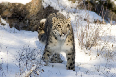 Snow Leopard