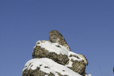 Snow Leopard