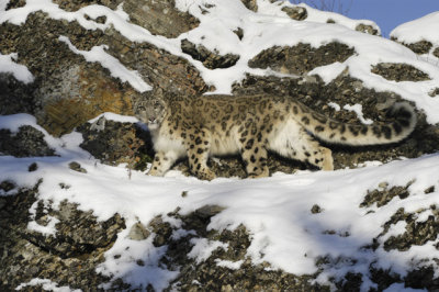 Snow Leopard