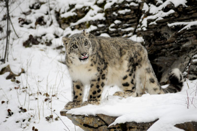 Snow Leopard