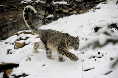 Snow Leopard