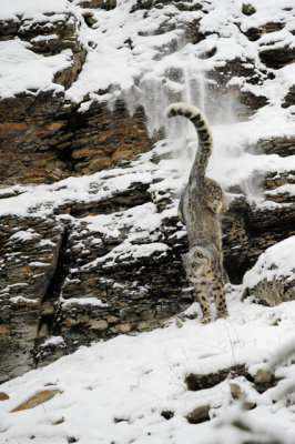 Snow Leopard