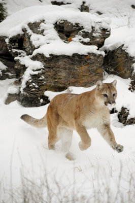 Mountain Lion