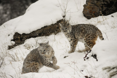 Juvenile Bobcats