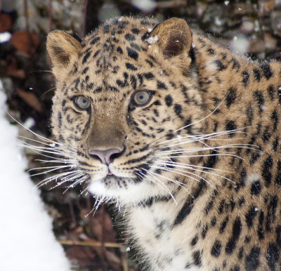 Amur Leopard