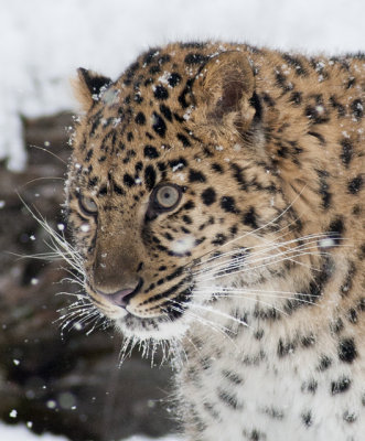 Amur Leopard