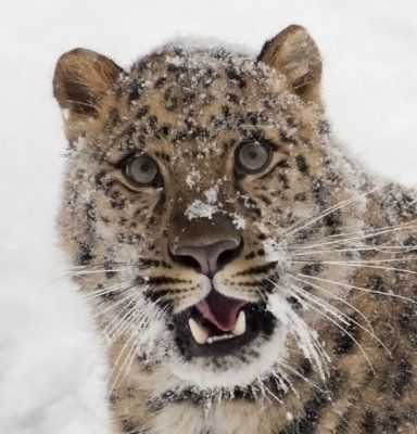 Amur Leopard