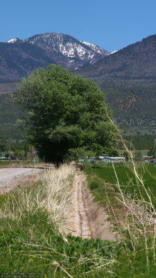 Meadow Canal, Tree, and Mountain
