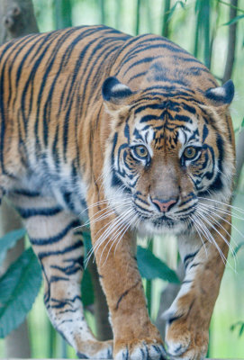 20140322dallaszoo