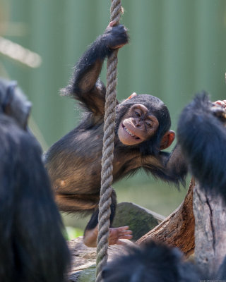 Photos from the April 25, 2015, Photo Safari at the Dallas Zoo