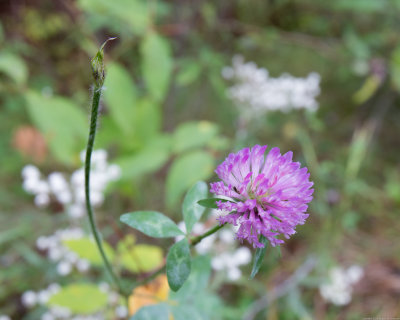 2016 09 12 PA0046a.jpg