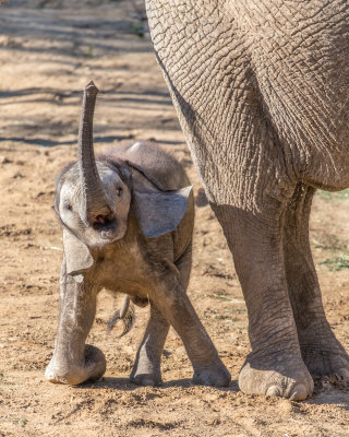 Dallas Zoo 22 & 26 October 2016