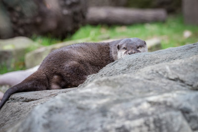 Dallas Zoo visit, January 12, 2017.