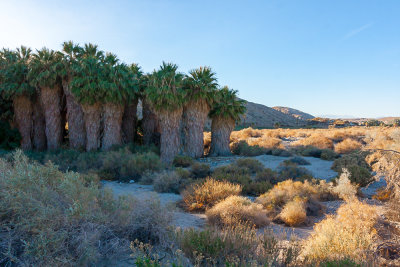 Thousand Palms Oasis