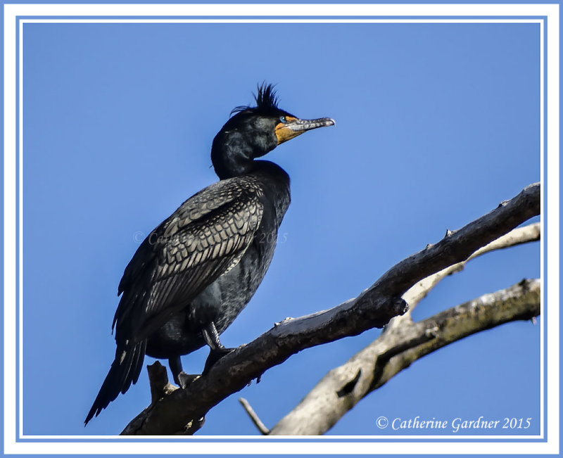 Double Crested Cormont (Adult Breeding)