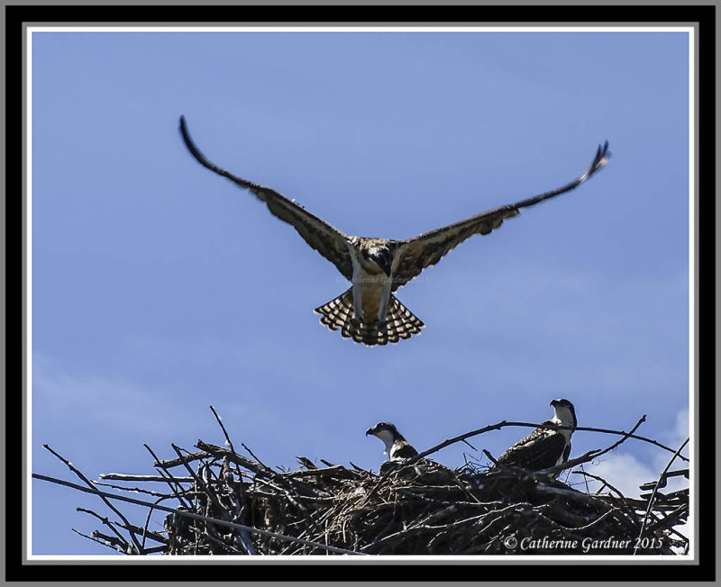 Osprey (Juv) Trial Flight