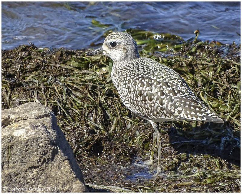 Black-bellied Plover