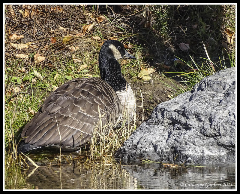 Interior Canada Goose