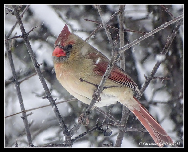 Northern Cardinal (F)