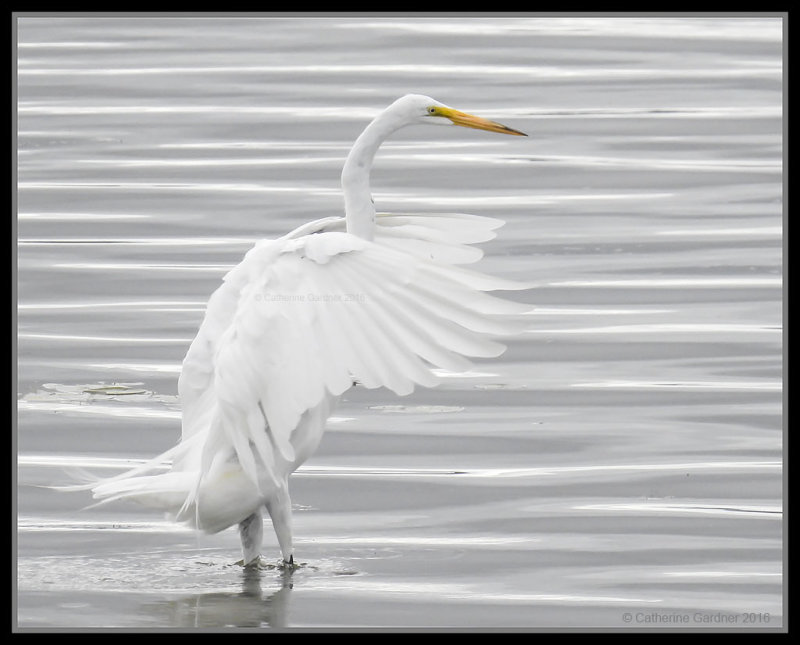 Great White Egret