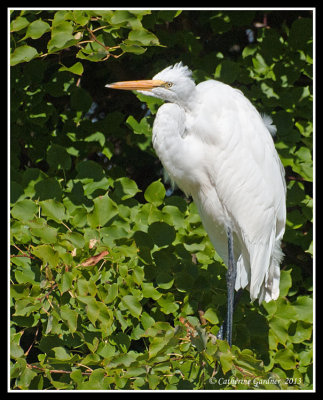 Egret