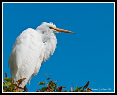 Great Egret