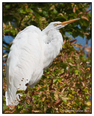 Great Egret