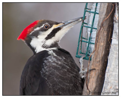 Pileated Woodpecker (F)