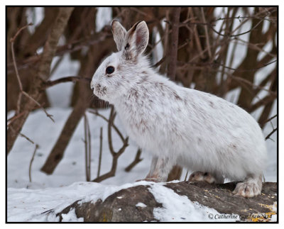 Snowshoe Hare