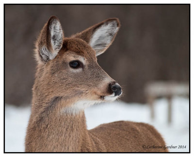 White Tail Deer (Fawn)
