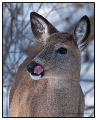 White Tail Deer