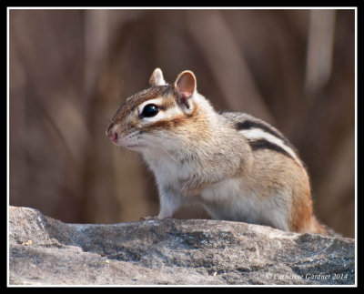 Chipmunk