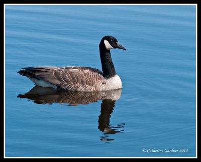 Canada Goose