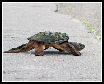Snapping Turtle Going For A Walk