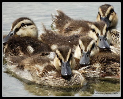 Ducklings Group Shot