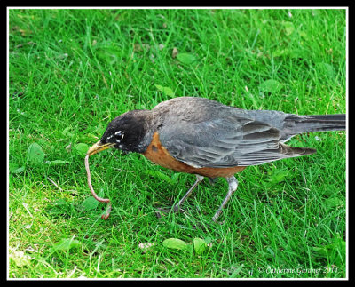 This Robin is either sick or injured. It has been found in the same location for the past two days and does not fly away when people approach. For now it is still able to get to water and is very good at finding food.