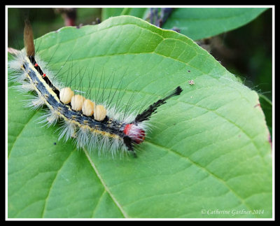 Caterpillar Infestation