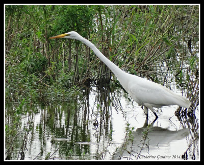 Egret