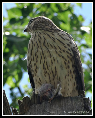 Coopers Hawk